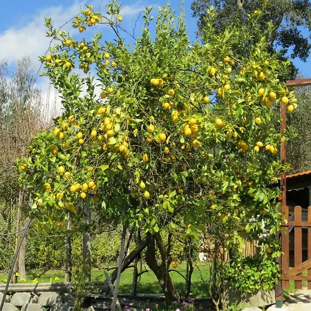 Quinta Da Gaiya